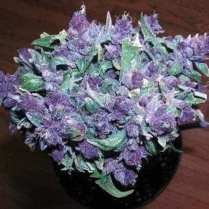 Buy Weed Online In Kuwait