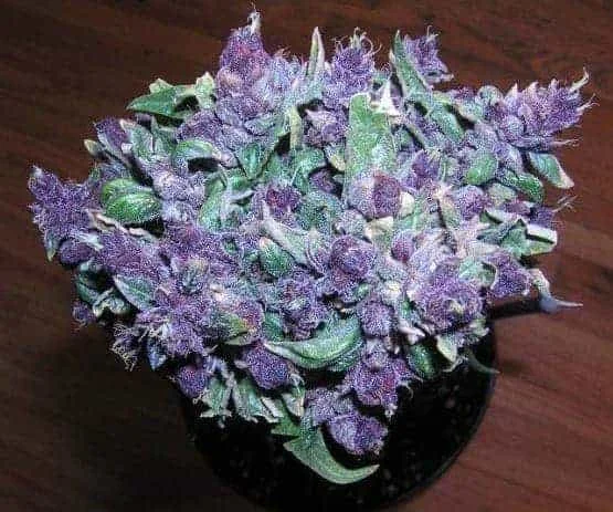 Buy Weed Online In Kuwait